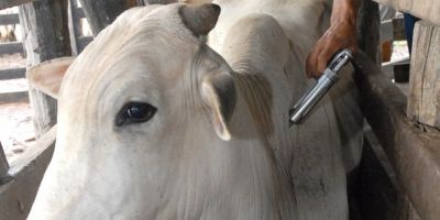 Agricultura divulga orientações para vacinação contra aftosa