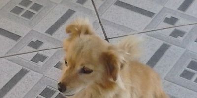 Doa-se uma cachorrinha em Camaquã 