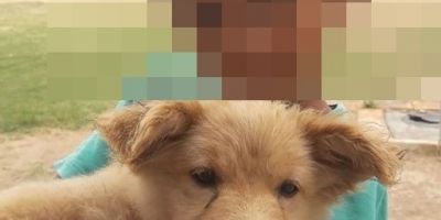 Filhote de cachorro é morto a tiros na frente de criança no interior de Cristal