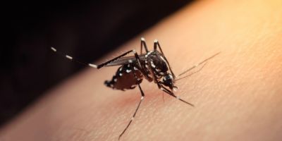 Identificados mais dois focos do mosquito Aedes aegypti em Camaquã