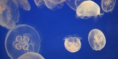 Acidentes com águas-vivas no litoral gaúcho apontam para a necessidade de notificação dos casos