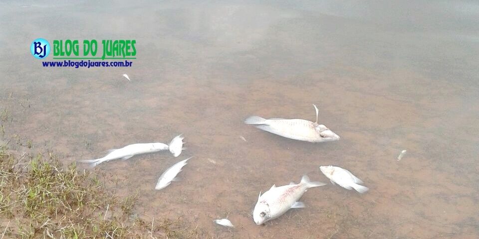 Peixes mortos na barragem do Arroio Duro chamam a atenção dos frequentadores, em Camaquã