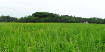 Técnicos do Irga conduzem ensaios da Vitrine Tecnológica. Será apresentada na 25ª Abertura Oficial da Colheita do Arroz em Tapes