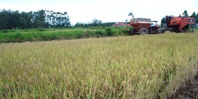 Irga terá intensa atividade na 25ª Abertura Oficial da Colheita do Arroz
