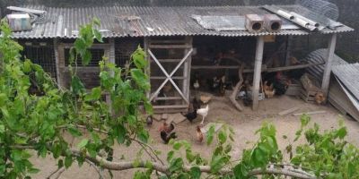 Moradores do bairro Vila Nova em Camaquã reclamam de transtornos com criação de aves na vizinhança