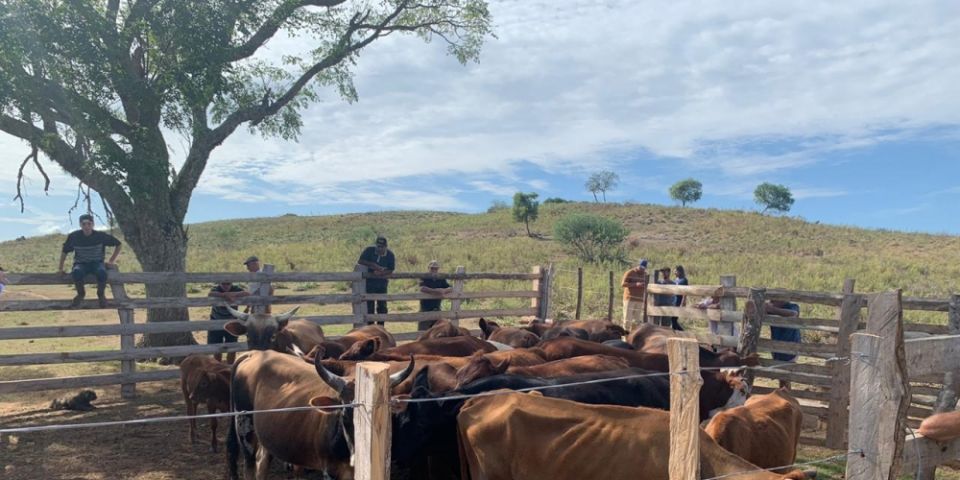 Mais casos de abigeato são registrados nos municípios de Canguçu e Rio Grande 