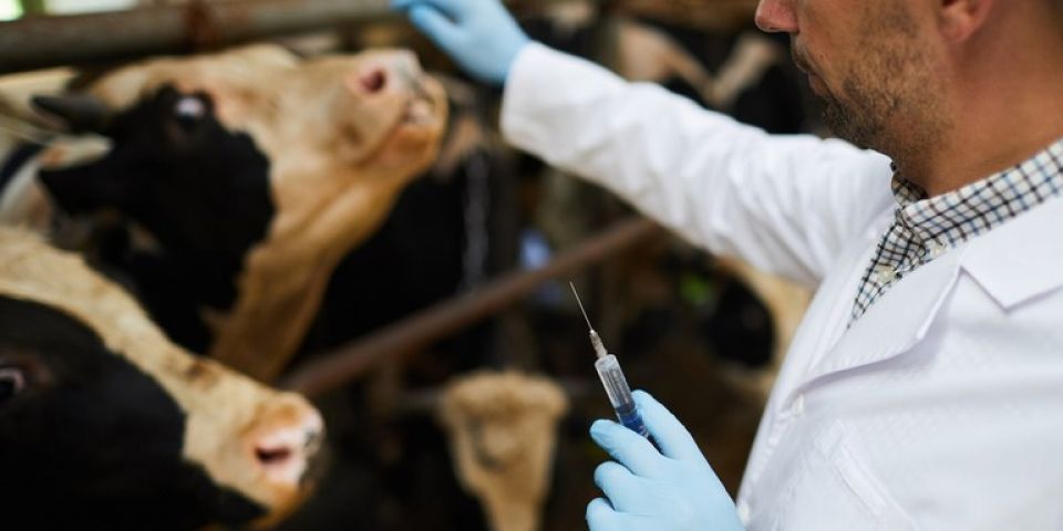 Prorrogadas consultas públicas dos regulamentos de antimicrobianos e antiparasitários