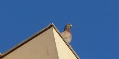 Tempo segue firme, e quarta-feira será de sol no RS