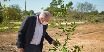 Prefeitura de São Lourenço do Sul realiza plantio de 60 árvores no bairro Camponesa