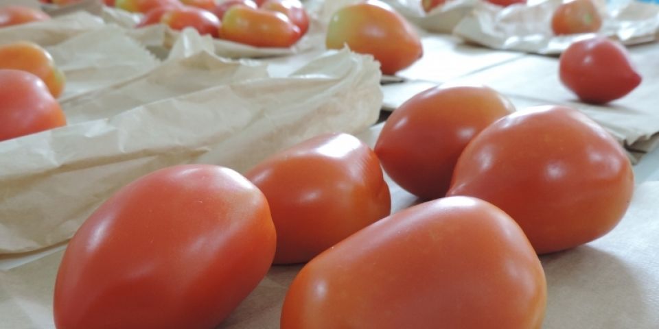 Produtividade de tomateiros é avaliada em Santa Maria
