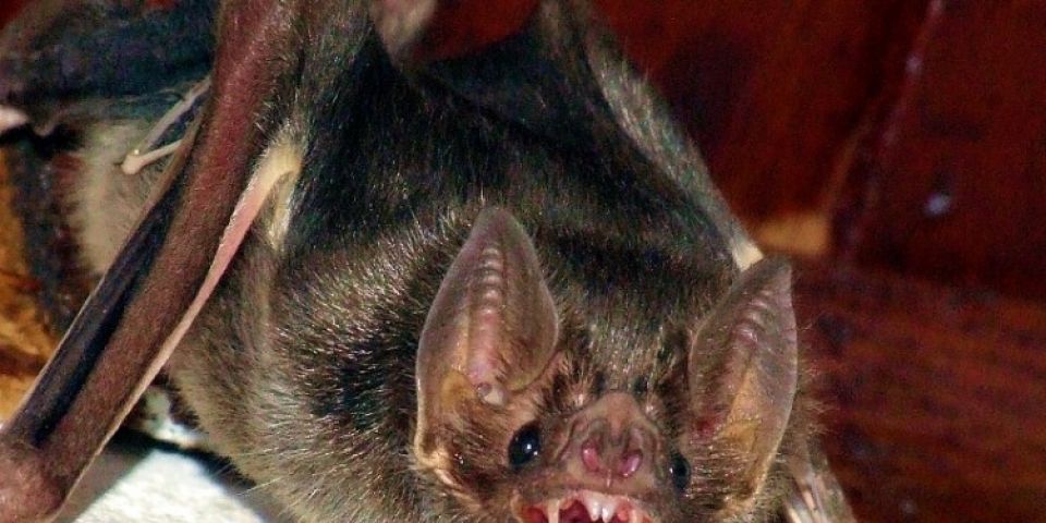 Alerta de Raiva animal na região faz retomar vacinações