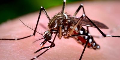 Doenças causadas pelo mosquito Aedes aegypti crescem em 2020 no RS 