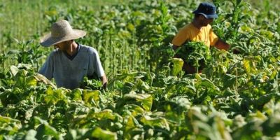 Vereadores aprovam a criação da Frente Parlamentar em Defesa dos Produtores de Tabaco em Camaquã