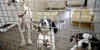 Adoção de animais domésticos é opção em meio ao isolamento social