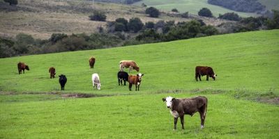 RS está mais perto de conquistar status de zona livre de aftosa sem vacinação