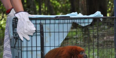 Bugio-ruivo resgatado na BR-116 em Barra do Ribeiro volta à vida silvestre