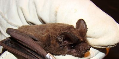 Vigilância Ambiental orienta sobre presença de morcegos em áreas urbanas