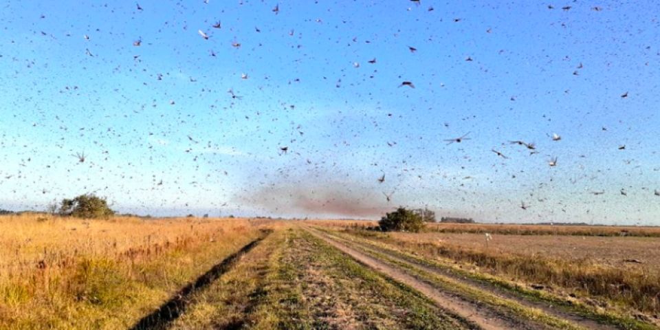 Ministério da Agricultura declara emergência no RS e SC por nuvem de gafanhotos