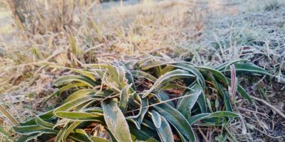 Frio provoca temperaturas negativas em Camaquã e região 