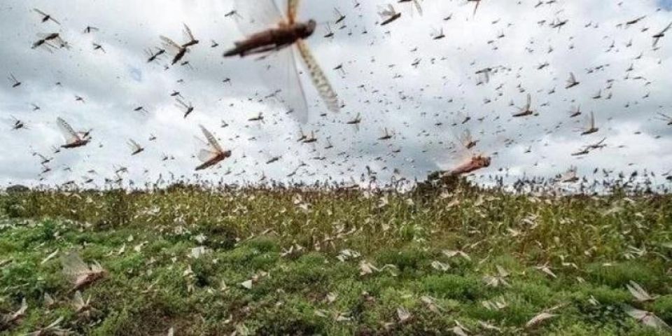 Nuvem de gafanhotos se desloca na Argentina com provável direção ao Uruguai