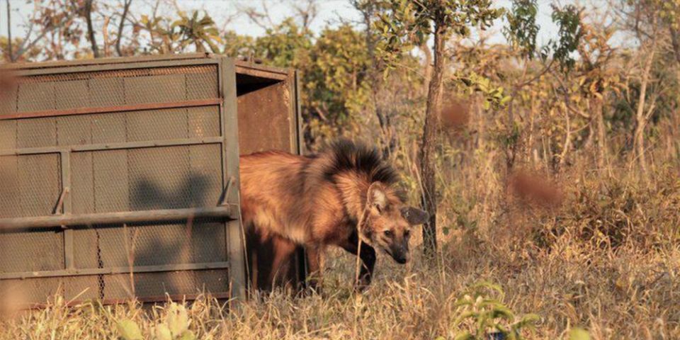 Escolhido para cédula de R$ 200, lobo-guará sofre ameaça de extinção