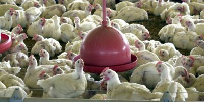 Brasil pede explicações à China sobre frango supostamente contaminado