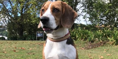 Pets: Beagle gaúcho faz sucesso na internet