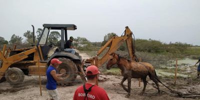 Cavalo atolado em banhado é resgatado com a ajuda do Corpo de Bombeiros Voluntários de Tapes