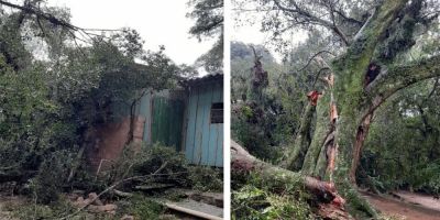 Queda de árvore danifica residência no bairro Floresta em Camaquã