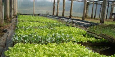 Melhorias são feitas no horto municipal de Dom Feliciano