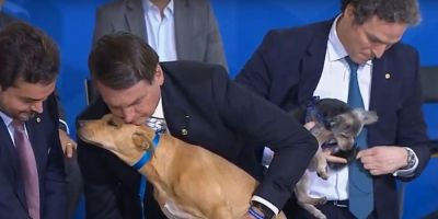 Bolsonaro sanciona lei com pena maior para maus-tratos contra cães ou gatos