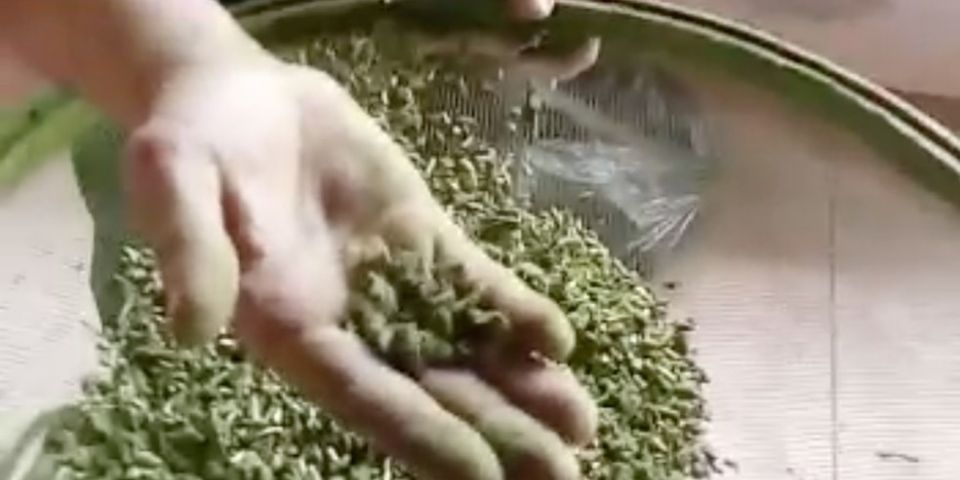 Quase meio quilo de maconha é encontrado em erva-mate em um presídio do RS