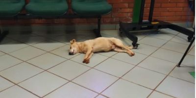 Cão invade unidade do Detran para dormir no ar-condicionado e cena viraliza na internet