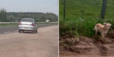 Cão é abandonado em estrada do interior de Camaquã e caso gera revolta na comunidade