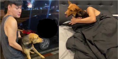 Jovem acorda de ressaca com um cão em sua cama e se lembra que o adotou