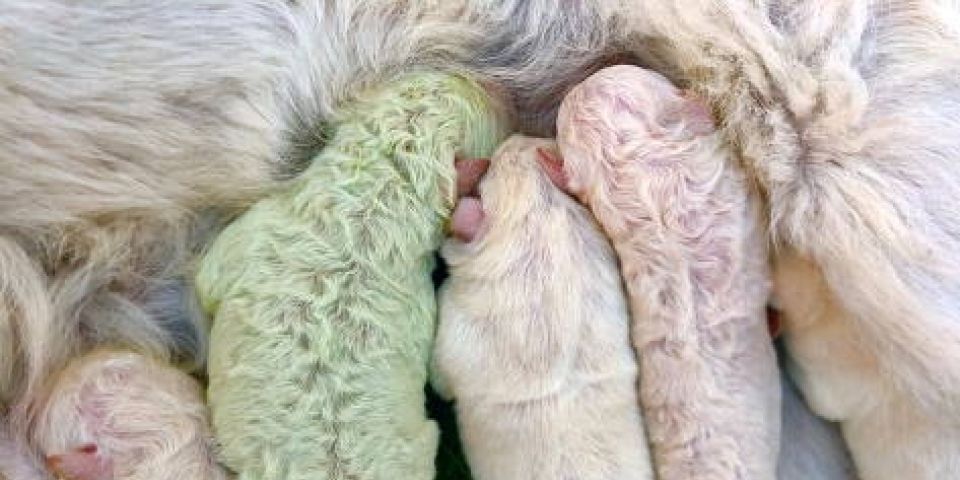 Conheça Pistacho, o cachorro que nasceu com pelo verde