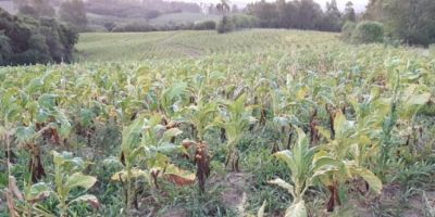 Proposta prevê benefício a agricultores rurais em caso de pandemia