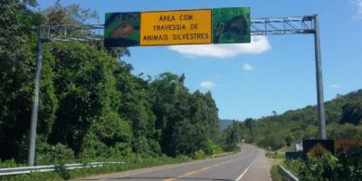 Animais silvestres terão nova passagem na Rota do Sol