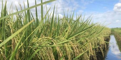 Semeadura de arroz registra 78,5% do previsto no Estado