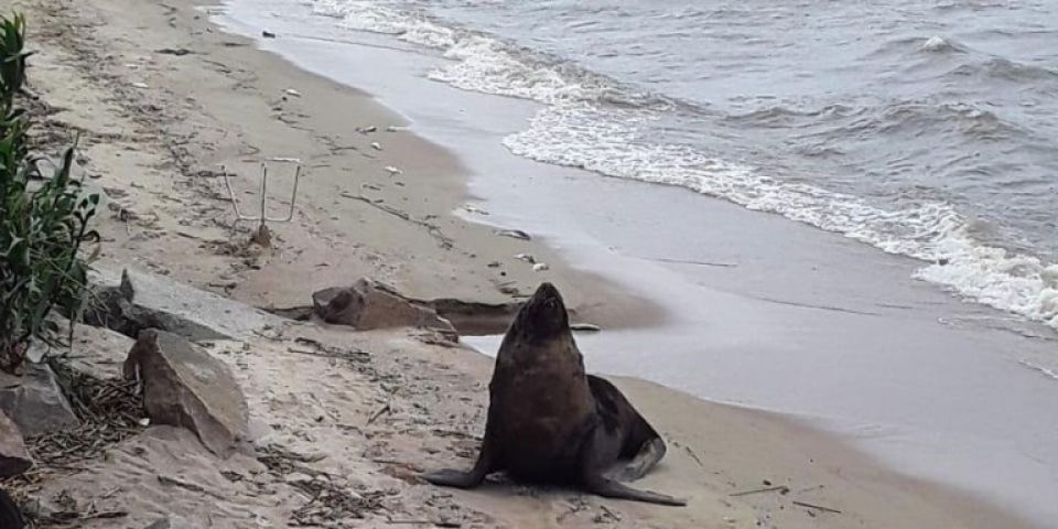 Leão-marinho aparece na praia do Laranjal em Pelotas