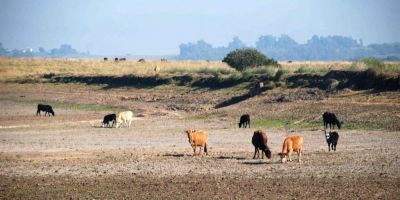 Secretaria da Agricultura analisa estiagem na safra 2019/2020 e impactos na agropecuária gaúcha