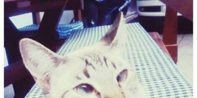 Gata desaparecida no bairro São José em Camaquã