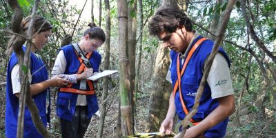 Gestão Ambiental contabiliza 3,3 mil transplantes na duplicação da BR-116/RS