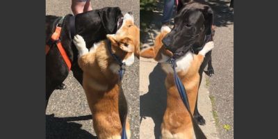 Cão que gosta de dar abraços viraliza na internet