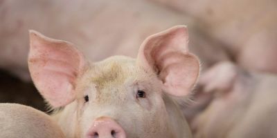 Preço das carnes de frango e porco deve aumentar