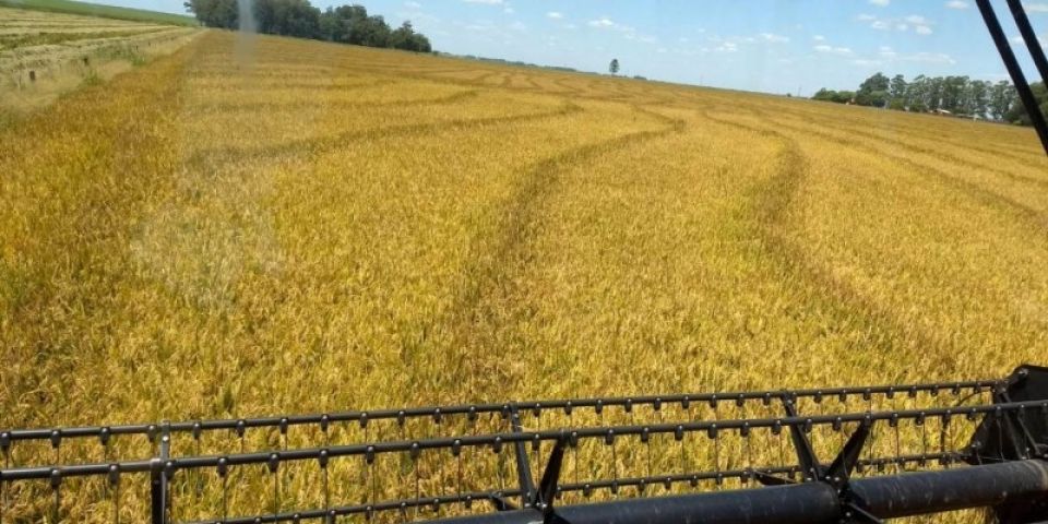 Receita Estadual esclarece interpretações na tributação do setor industrial de arroz