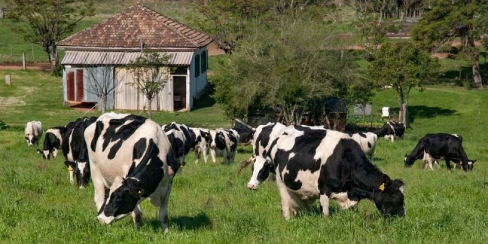 Governo antecipa começo do Programa de Sementes Forrageiras