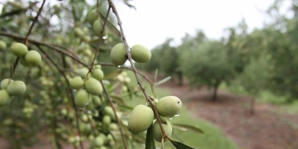 Programa visa estruturar a cadeia da olivicultura no RS
