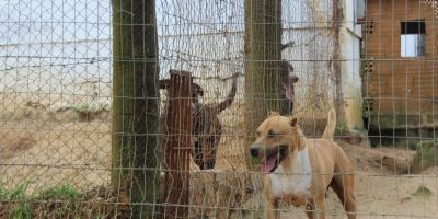 COVID-19: cachorros testam positivo após terem sintomas específicos para a doença