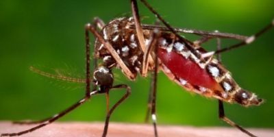 Ministério da Saúde lança campanha de combate ao Aedes aegypti